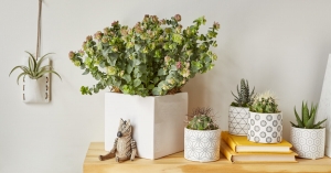 Green and Lively Plant Gift Ideas: A Fresh Take on Gifting